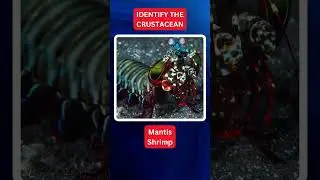 Identify this crustacean 1. #Crustaceans #AquaticLife #MarineBiology #OceanCreatures #Wildlife