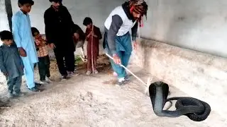 black cobra snake rescue _ jogi snake fun 😱 zaheer jogi best performance 🙏