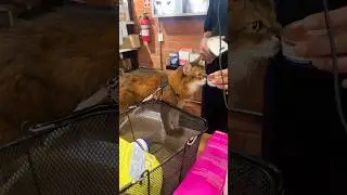 Как покупательница уступила дорогу кошке 🐈