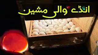 Artificial egg hatching ho rhii h dosto ✌🏻