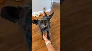 The Cutest Bat You'll See This Halloween 🦇 #halloween #jiby #petidtag