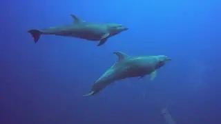 Scuba diving at Cocos Island with the Okeanos Aggressor II May 15-25, 2023
