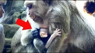 Poor baby Polino! Why big monkey grabbed baby polino like this?