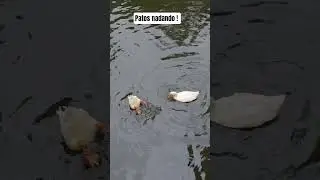 Patos Nadando