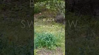 How we Manage Black Swallow Wort Invasive Plant in Public Spaces
