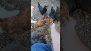 Hand Feeding Canned Corn
