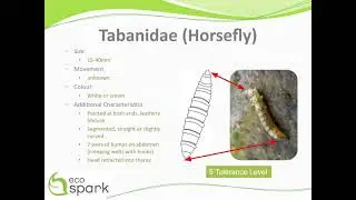 Horsefly (Tabanidae) Key ID Features