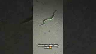Rishikesh me dikha Green snake 🐍, So beautiful Snake 🐍 #beautifulsnakes #beautifulsnake #snakesreel