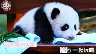 長隆官方大熊貓妹豬專屬 MV#大熊貓妹豬駕到