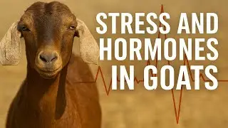 Goat Stress & Hormones: The Hidden Key to Health, Growth & Reproduction