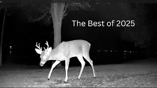 The Best of 2025 Deer Lake Animal Cam