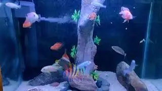 Custom aquarium | Installation | Maintenance