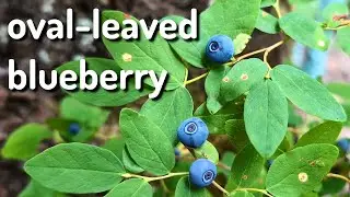 Plant ID: oval-leaved blueberry (vaccinium ovalifolium)