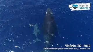 Mam&atilde;e e Filhote Jubarte Navegando no Litoral Capixaba - MOMENTO JUBARTE