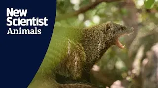 Banded mongooses provoked into battle frenzy by researchers in Queen Elizabeth National Park, Uganda