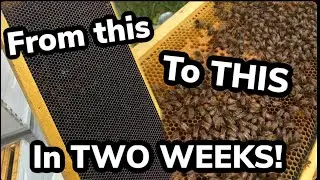 Impressive Hive Growth Early in the Year!