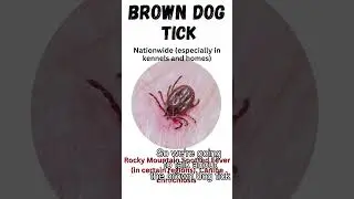 Types of Ticks-Episode 1, Dog Ticks,  #insectcontrol #tickprevention #tick