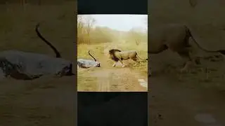 Lion🦁 Vs snake🐍 attack #lion #shorts #snake #youtube #animals #malikhunter