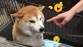 I Can’t Stop Laughing at These Hilarious Dogs 😂 Funny Dog Moments 2026 #5