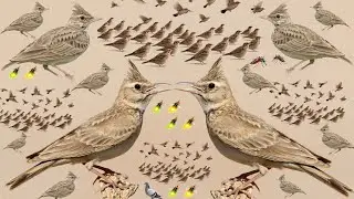 चिड़िया की मूर्खता की हदें पार मोटिवेशनल वीडियो।। The bird story।। #motivationalstory 