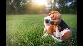 Is a cure in the future for dogs with atopic dermatitis?