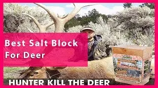 Best Salt Block For Deer Reviews - Latest In The Market