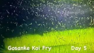 Koi fry from Japanese Import Gosanke Mass Spawning Day 5 #koibreeding #koi #homebreed #koifry