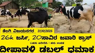 ತೆಲಗಿ ಜರ್ಸಿ 26 ಸಾವಿರ, ಜವಾರಿ 20 K,  HF ಹಸು 55 ಸಾವಿರಕ್ಕೆ ಹಸು ಮಾರಾಟಕ್ಕೆ, ದೀಪಾವಳಿ ಧಮಾಕ ಸೇಲ್ 21/10/2025