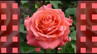 Music AN|NET. Клип - Roses of inspiration (moon deep house summer relaxation) 💕💕💕