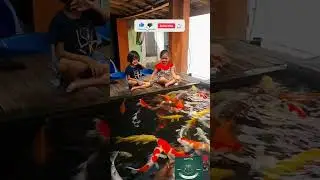 Koi fish #shots #aquarium #fish #aquatalk #viral #koifish #koi #mamta #shorts #cool #hobby