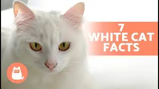 7 ФАКТОВ О БЕЛЫХ КОШКАХ 🐱🤍 Некоторые из них могут вас удивить!