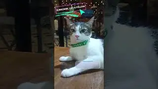 Majestic Nappie the cat