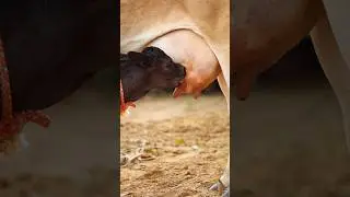 Fed milk 🍼 to the calf 😱#shortsviral #emotional #cow