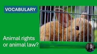 Animal law or animal rights? | Vocabulary