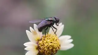 Green bottle fly