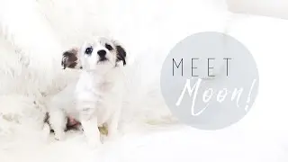 WE GOT A PUPPY! | I Covet Thee
