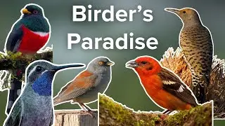 Complete Guide to Birding Southern Arizona