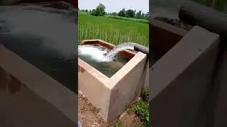 Tube well clean water irrigating rice crop in village of Punjab