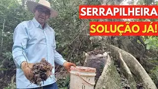 Como Coletar e Ativar o Fungo da Mata, Forma Simples e Objetiva, para Produzir + Milho com - Adubo!