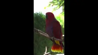 Gorgeous red bird on branch #shorts