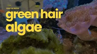 Fear The Reefer - Green Hair Algae Outbreak - Let's get cleaning the Waterbox 220.6