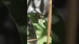 Macro video of small fly #fly #travel #macroshorts #insectsshorts insect#youtubeshorts
