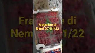 FRAGOLINE DI BOSCO