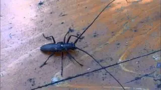 Monochamus scutellatus