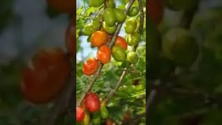 One Bite and Your Body Reacts #healthtok#plantpower#ancientfood#bodyreset#healingfoods