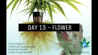 Day 13 - Flower - Aquaponic Marijuana -- Lower Canopy Trimming & New Fish