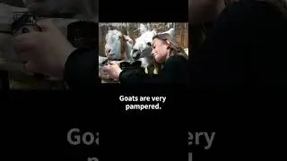 Goat Trivia 1