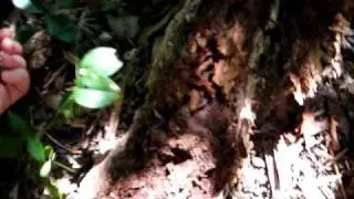 Burrowing frog