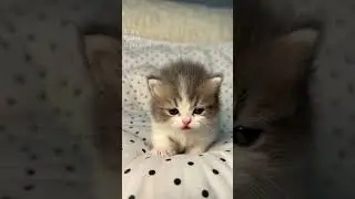 The Tiny Kitten Softer Than the Polka‑Dot Blanket