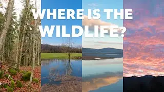 Location Scouting from Sunrise to Sunset | Wildlife Photography